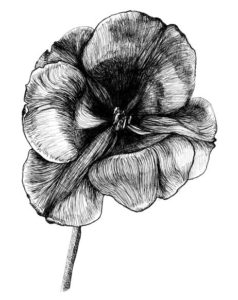 solveig robbe dessin au trait noir et blanc tulipe
