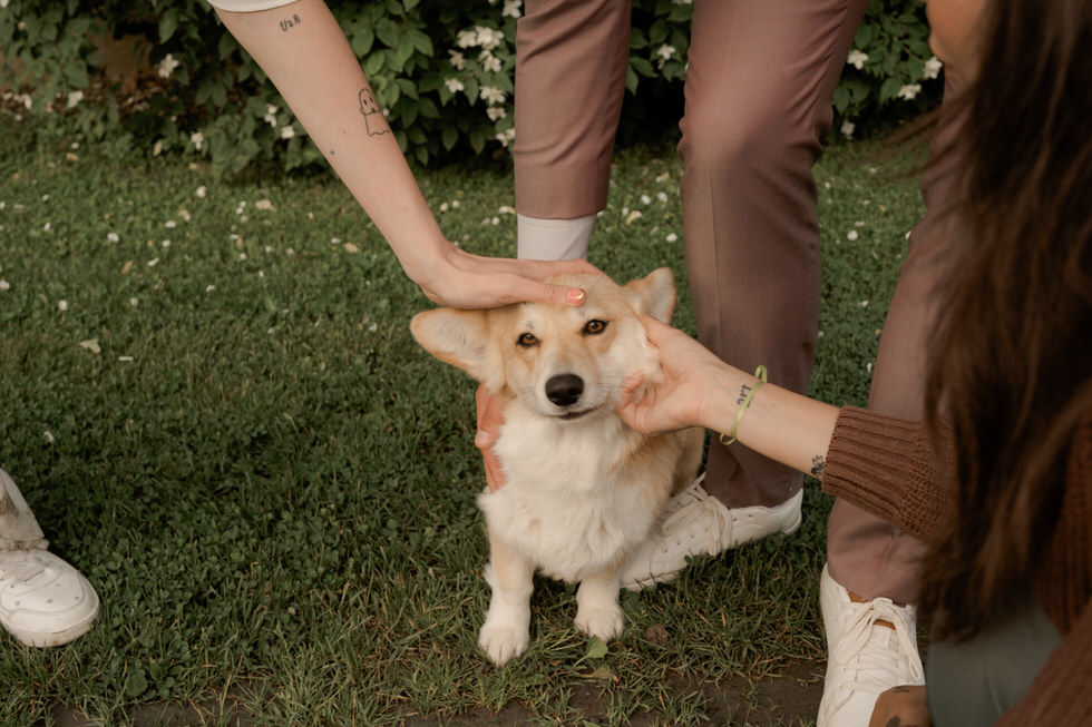 Animaux de compagnie mariage